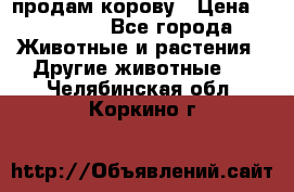 продам корову › Цена ­ 70 000 - Все города Животные и растения » Другие животные   . Челябинская обл.,Коркино г.